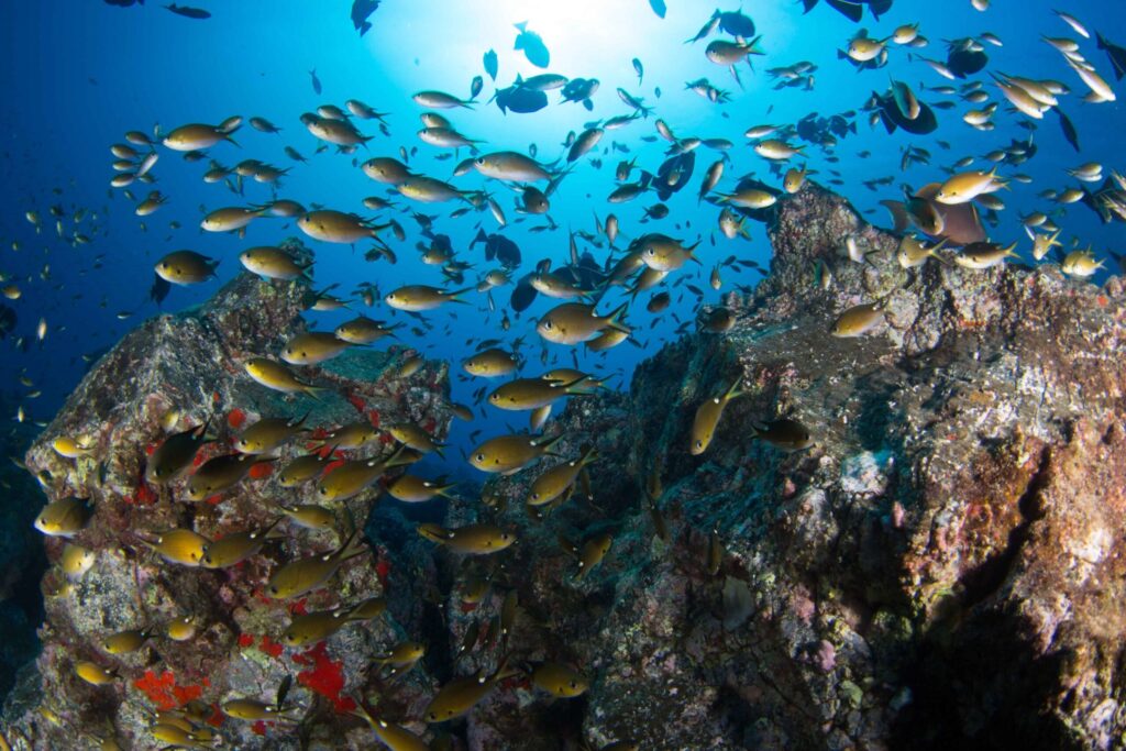 Underwater photograph of fish in Ascension Island. Photo credit: UK Blue Belt Programme