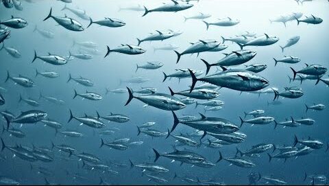 School of fish