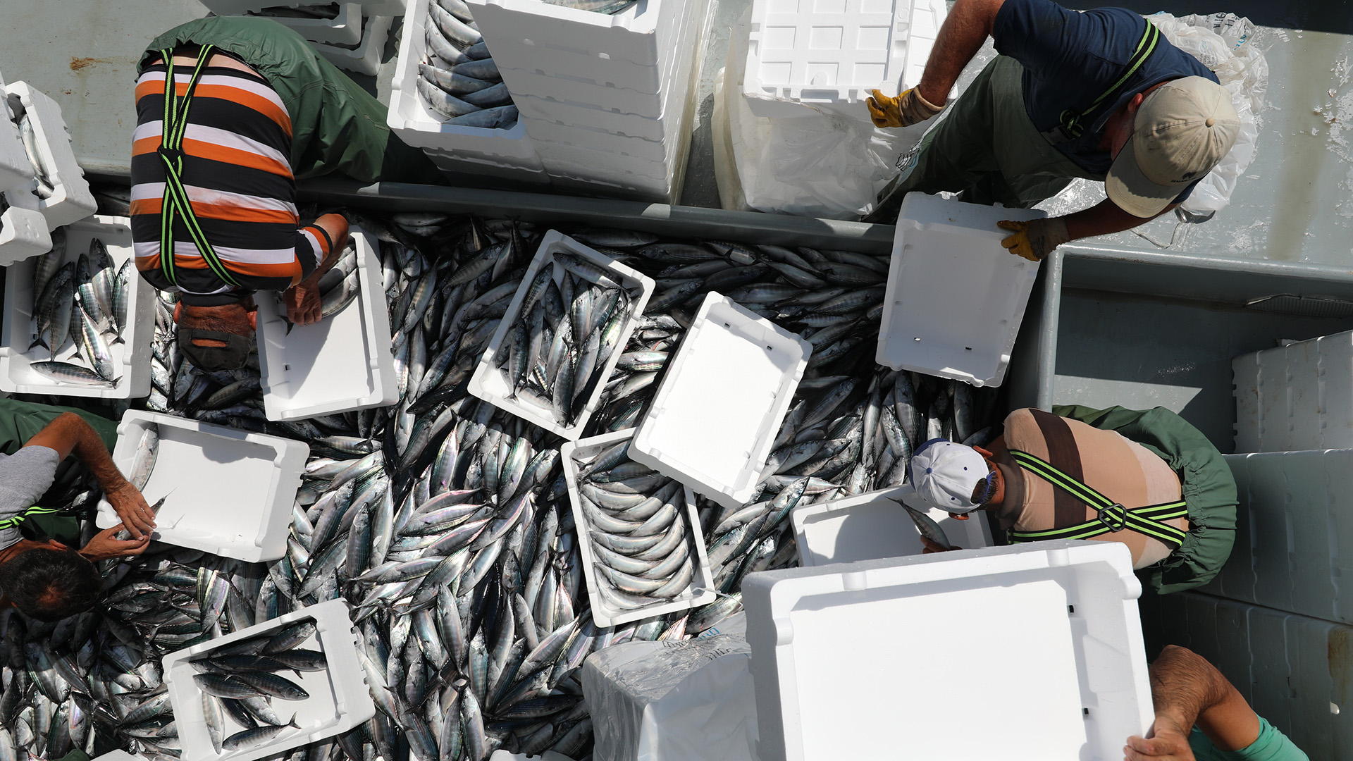Overhead view of men huddled around crates of fish being unloaded at a dock