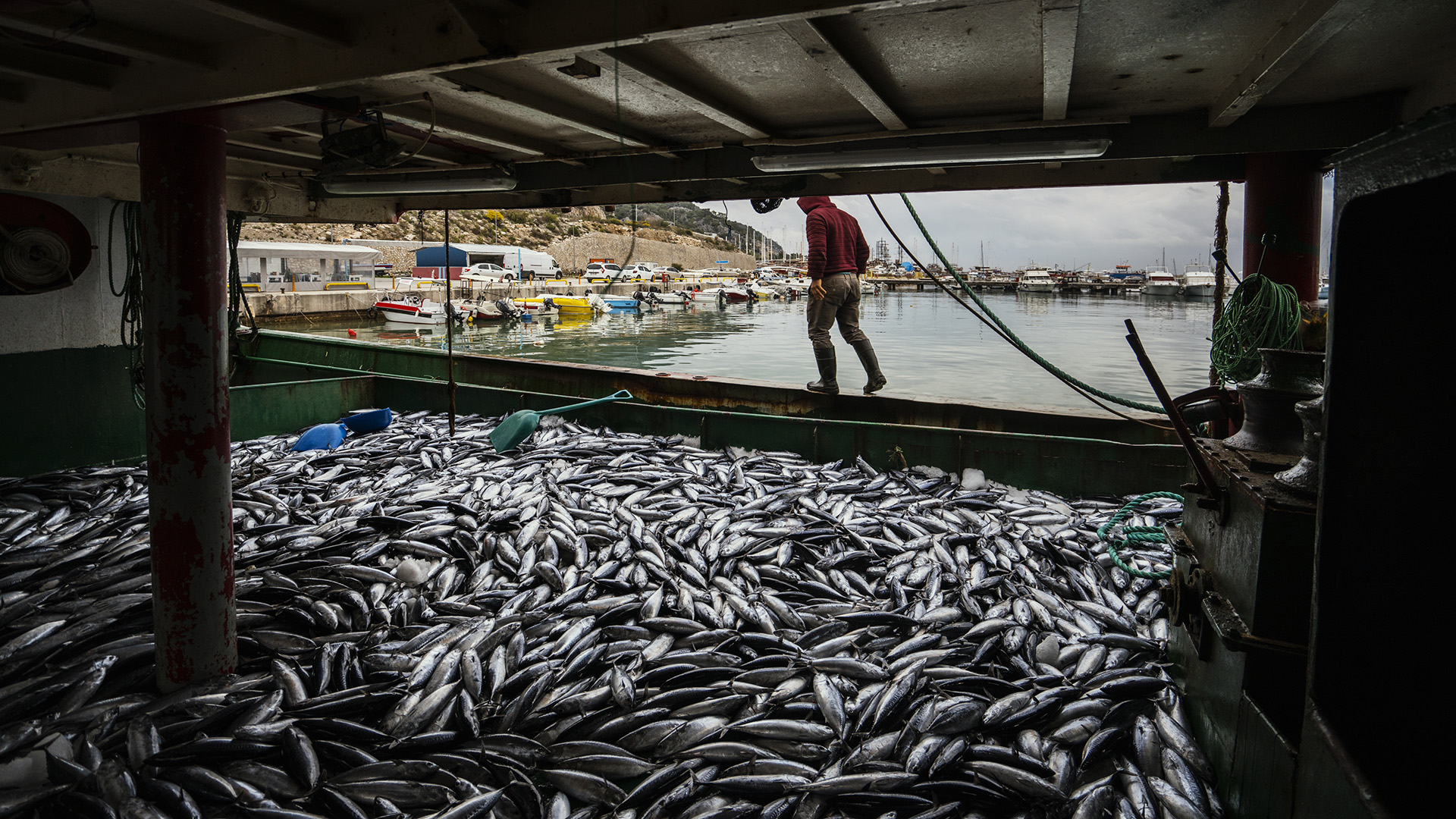 A dockworker walks past a huge bin of fish at a port in Turkey
