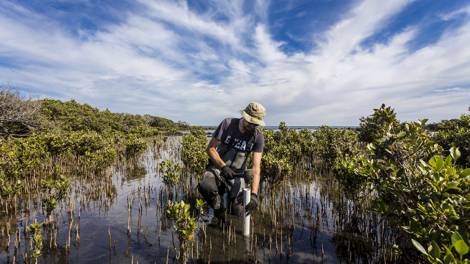 A scientist takes soil core samples from a coastal mangrove wetland
