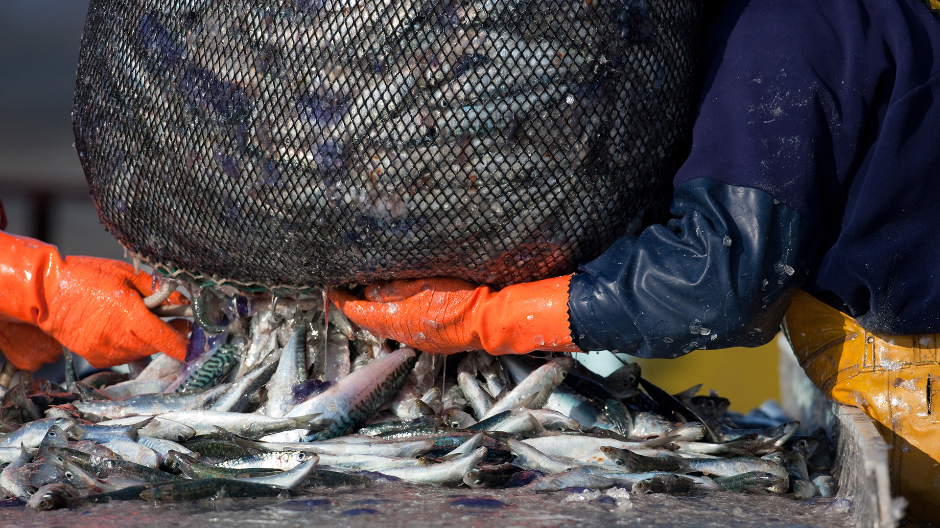 Commercial fisherman with bright orange gloves unload a net of fish onto the docks
