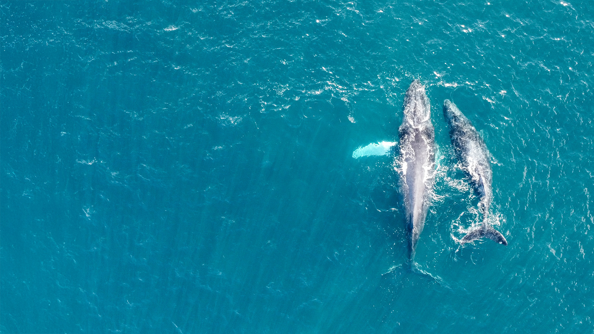 An aerial view of two grey whales swimming through bright turquoise waters