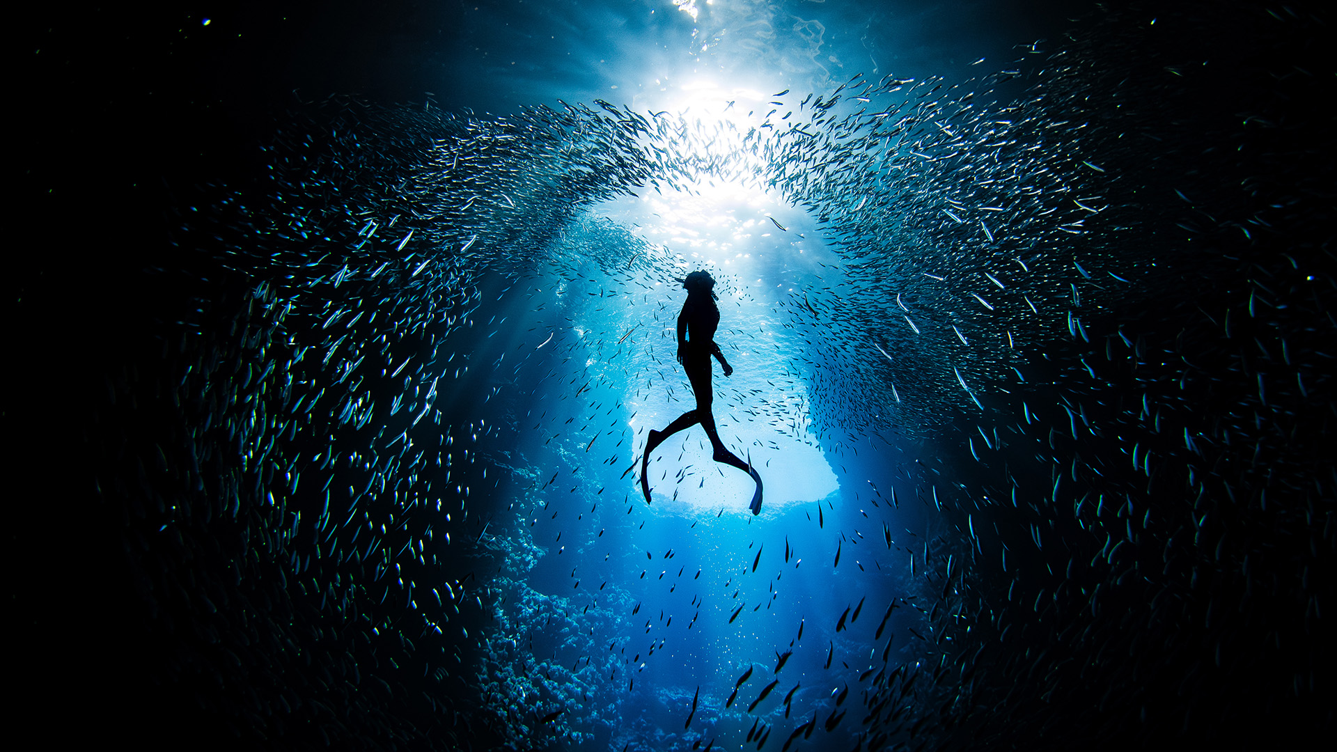 A free diver ascends toward the surface, silhouetted against the light, as a school of fish parts around her