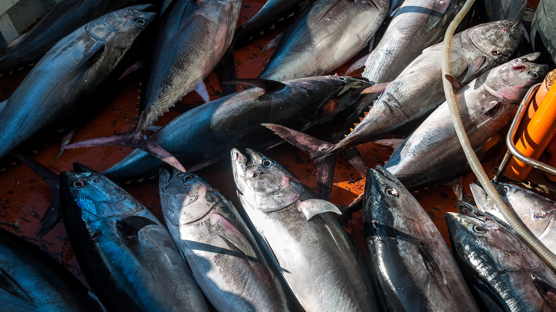 Large tuna lined up on the deck of a commercial fishing boat