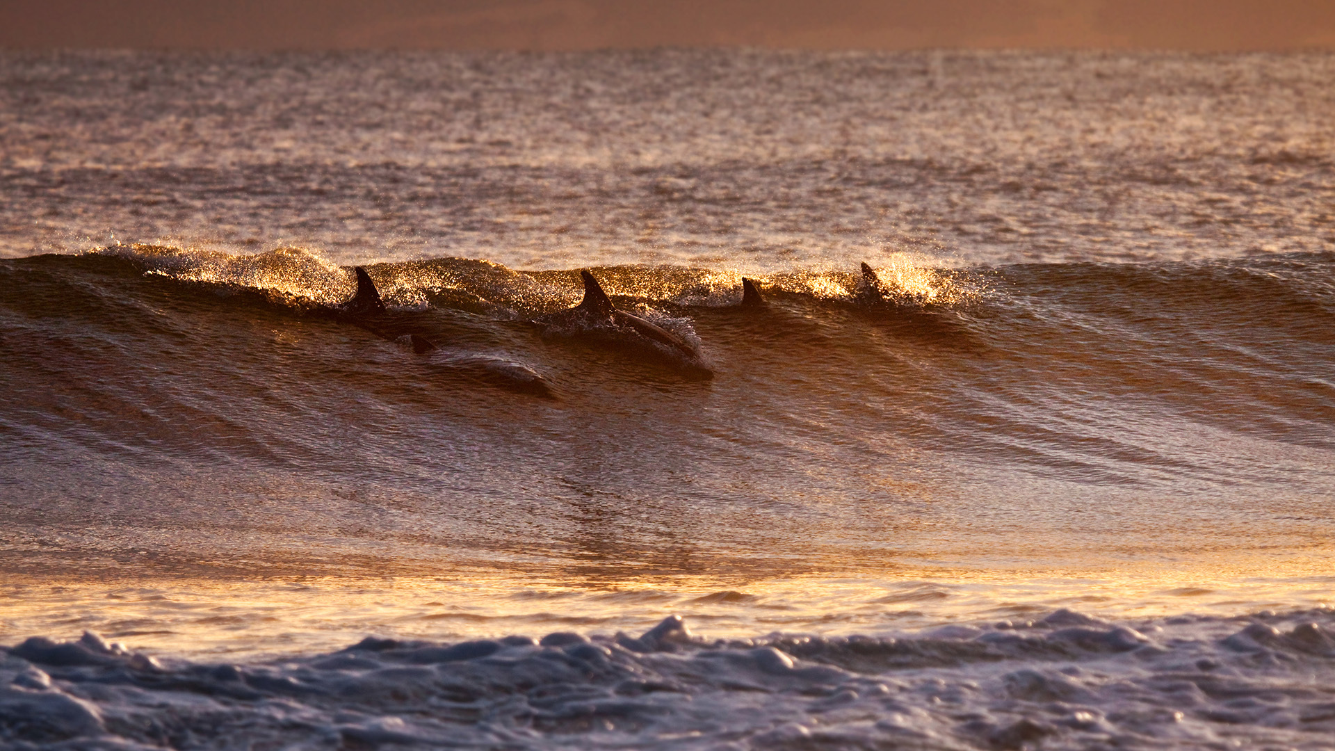 Pod of dolphins swimming in the waves