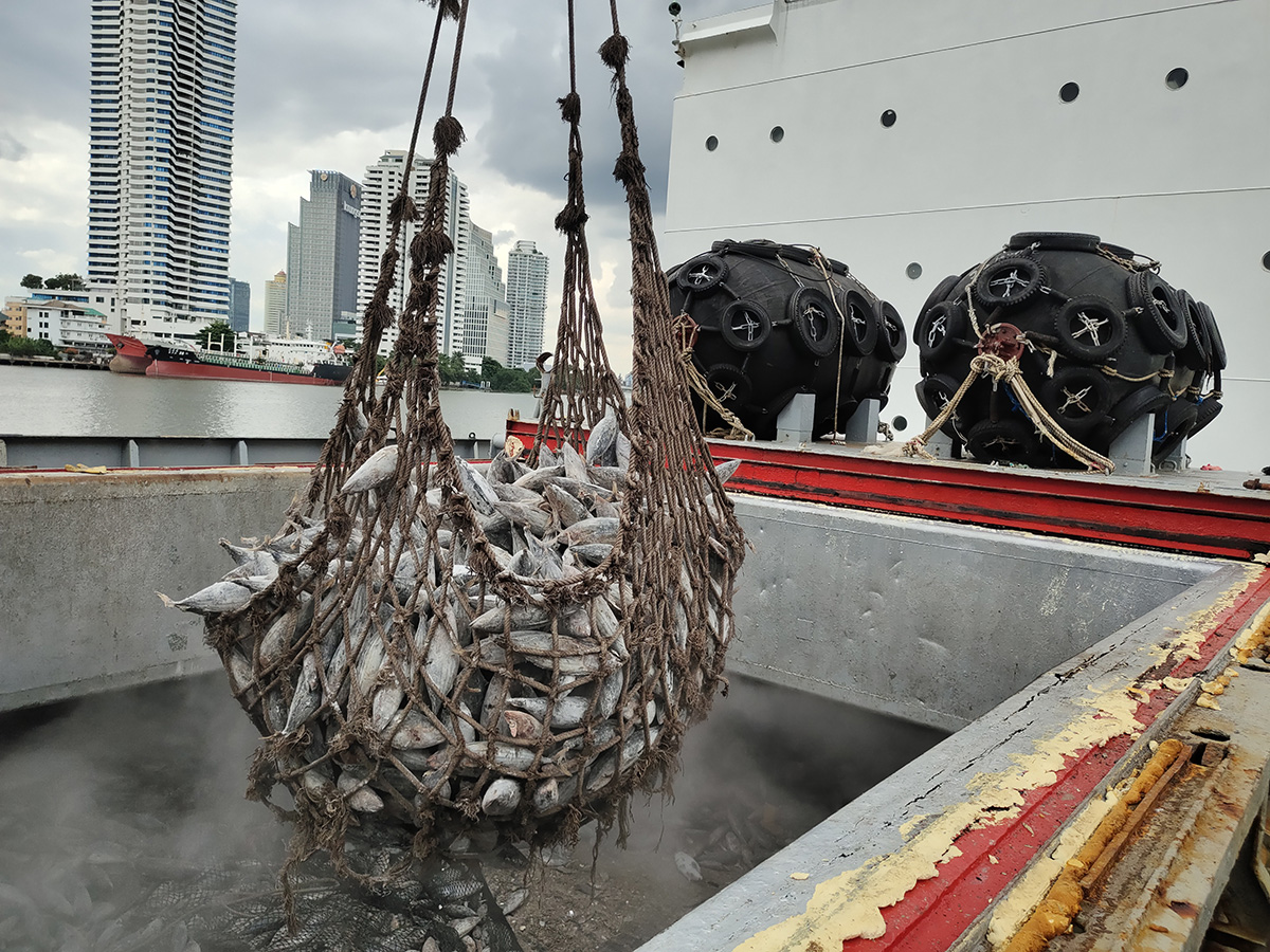 A transshipment of tuna is hoisted out of a ship's hold in a large net