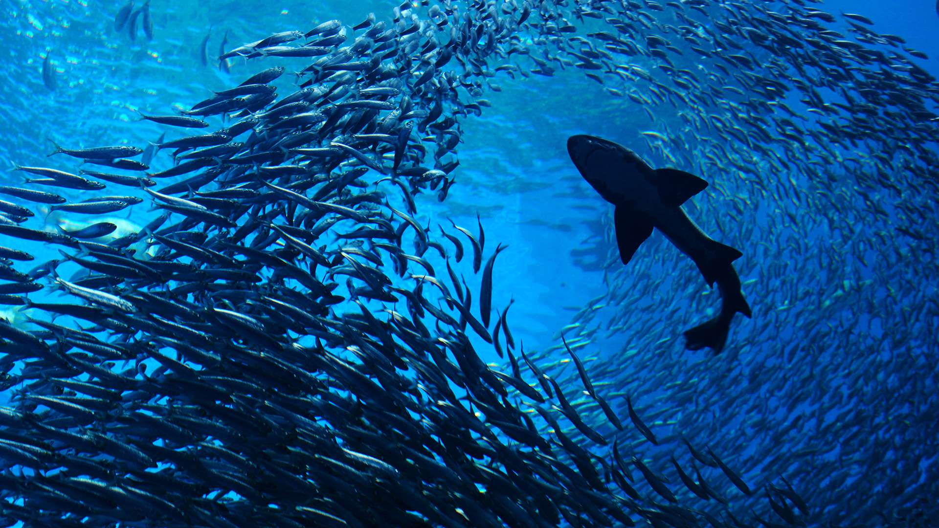 School of fish makes way for a shark