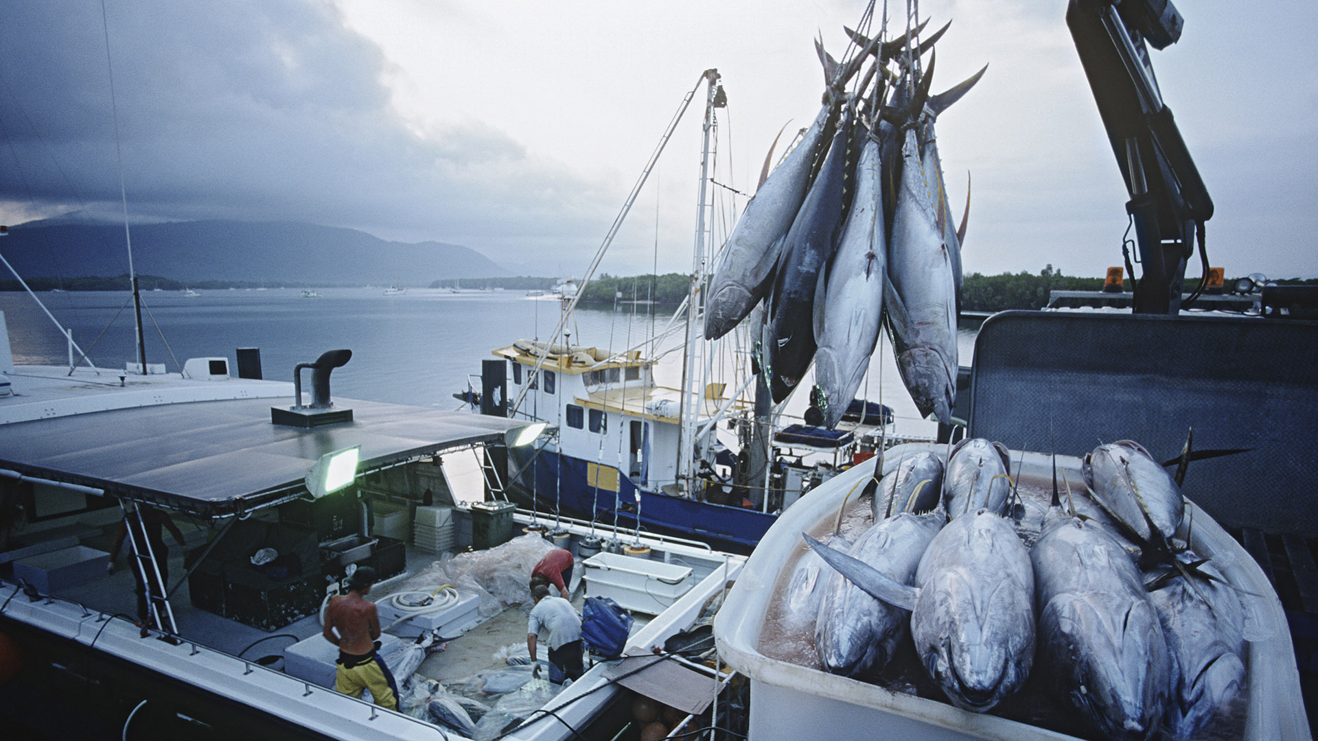 Tuna being unloaded from a boat to the docks in Australia