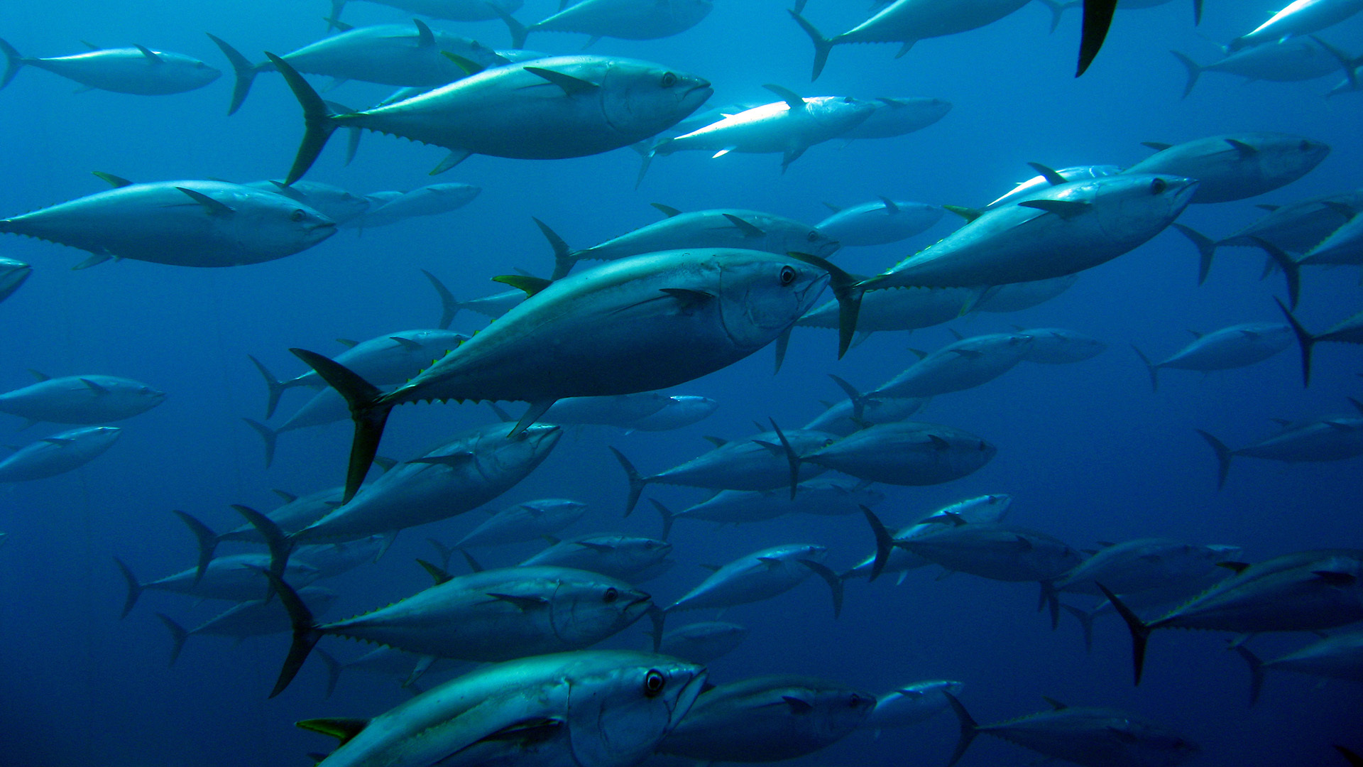 Under water school of tuna