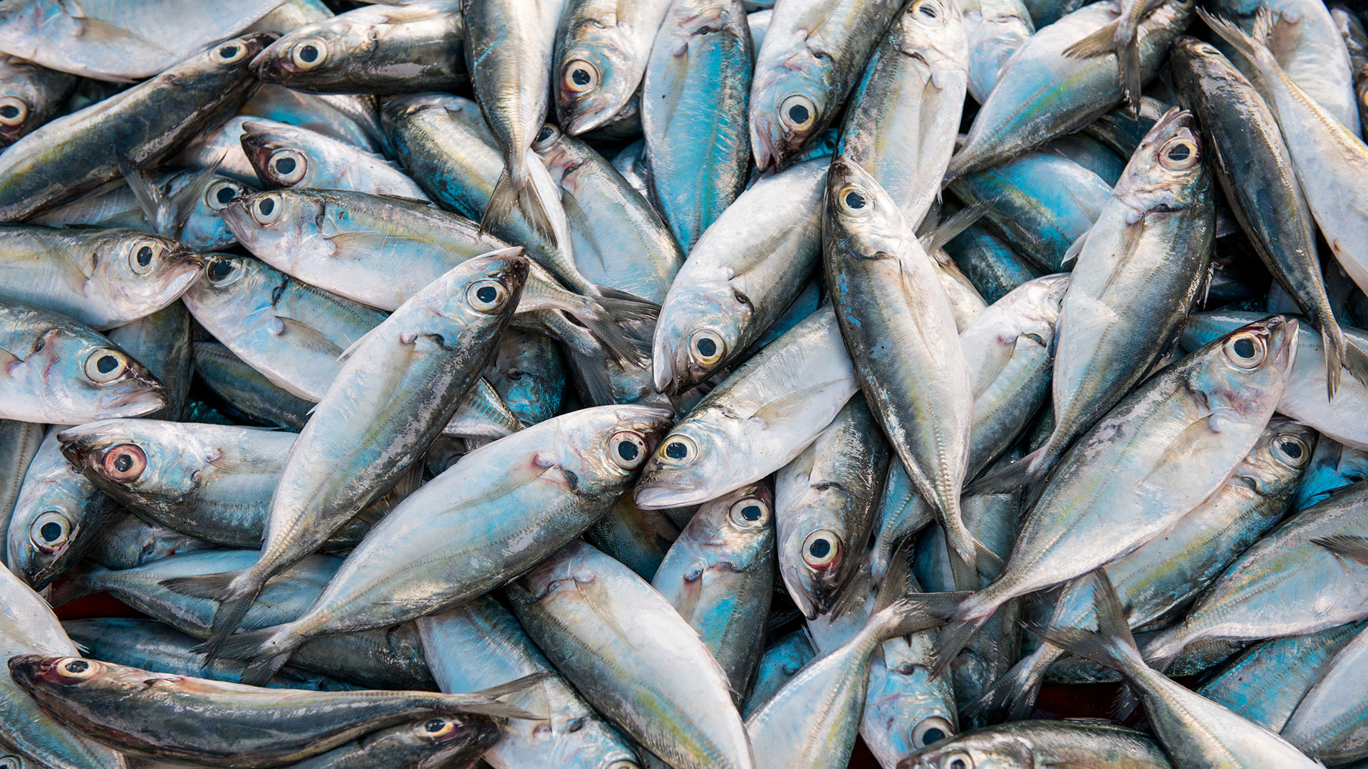A pile of silver-blue fish caught from the Indian Ocean