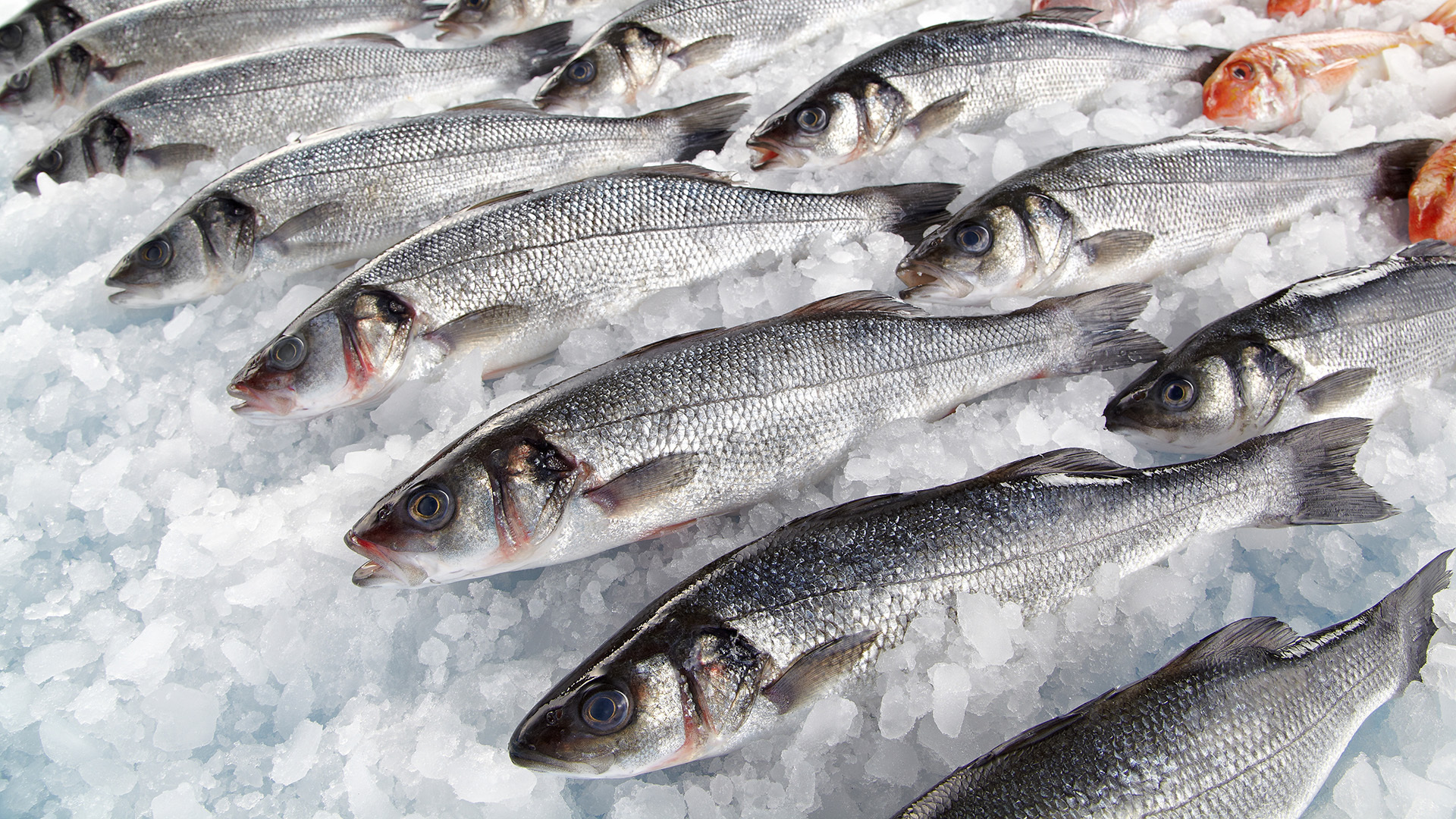 Fresh fish on ice in a seafood market