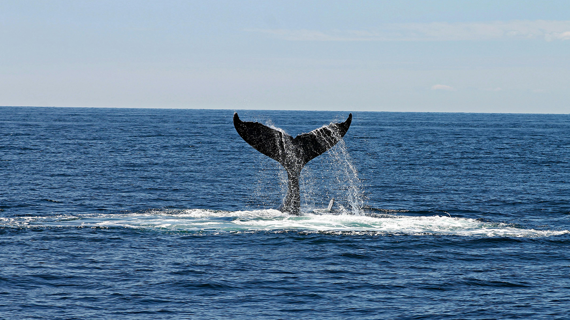 A whale's tale breaks the ocean surface