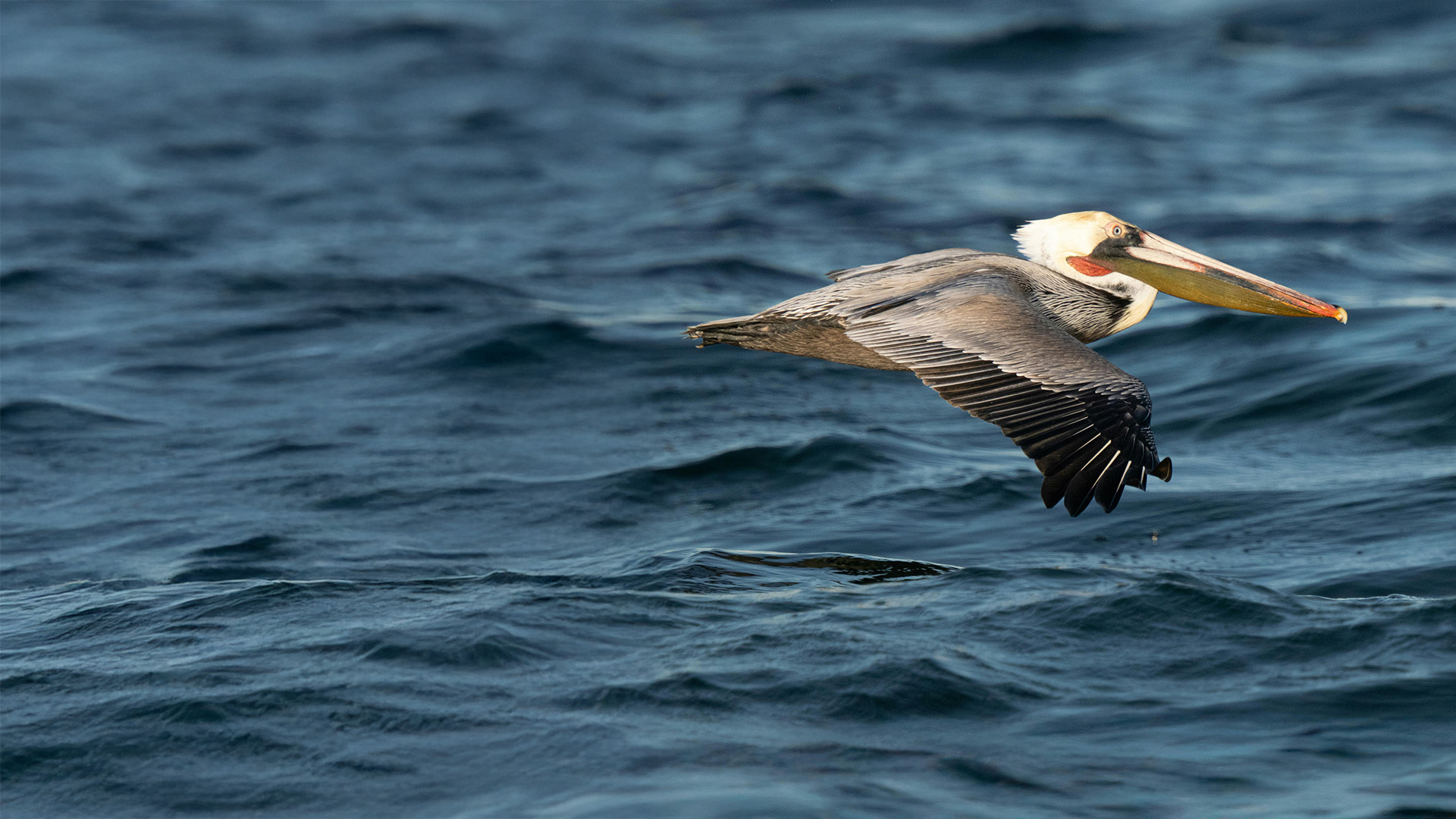 A pelican cruises in the air close above the water's surface