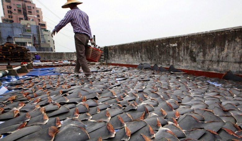 Poached shark fins laid out on the ground