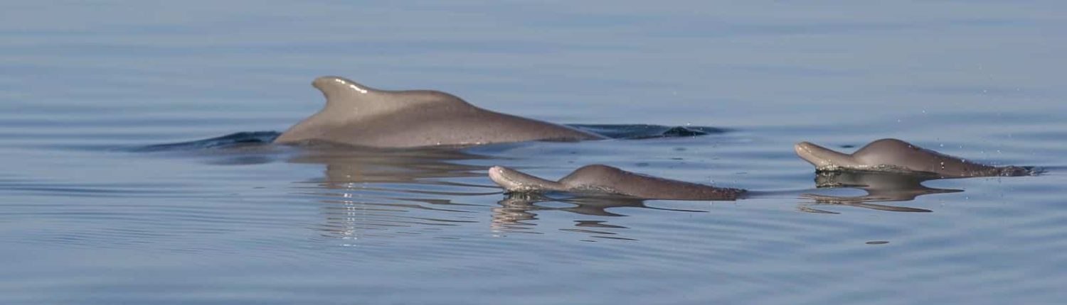 Dolphins cresting the surface of the water