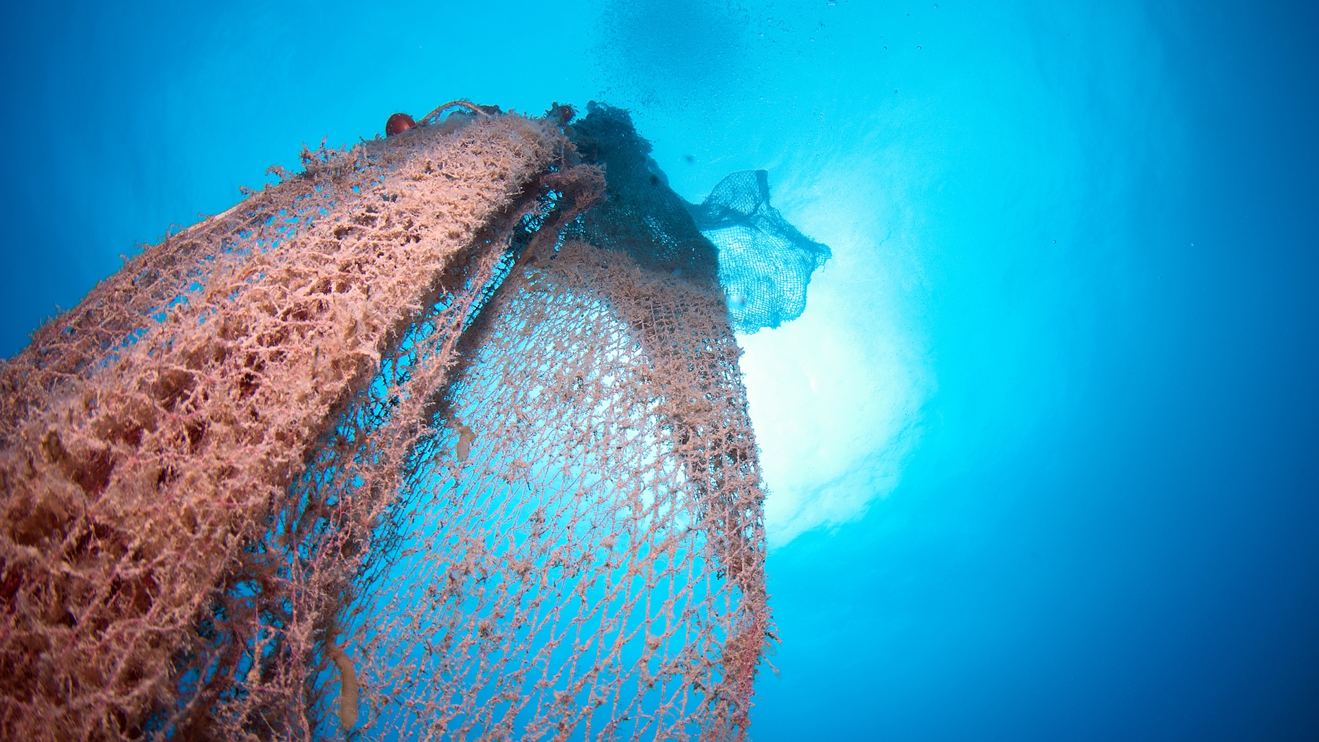 old abandoned fishing net with squid eggs