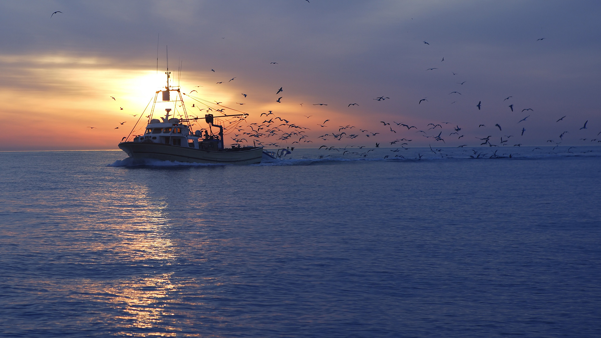 Birds flock behind a fishing boat