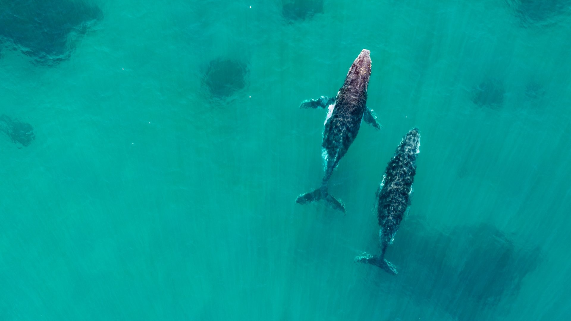 wo whales under the water viewed from above