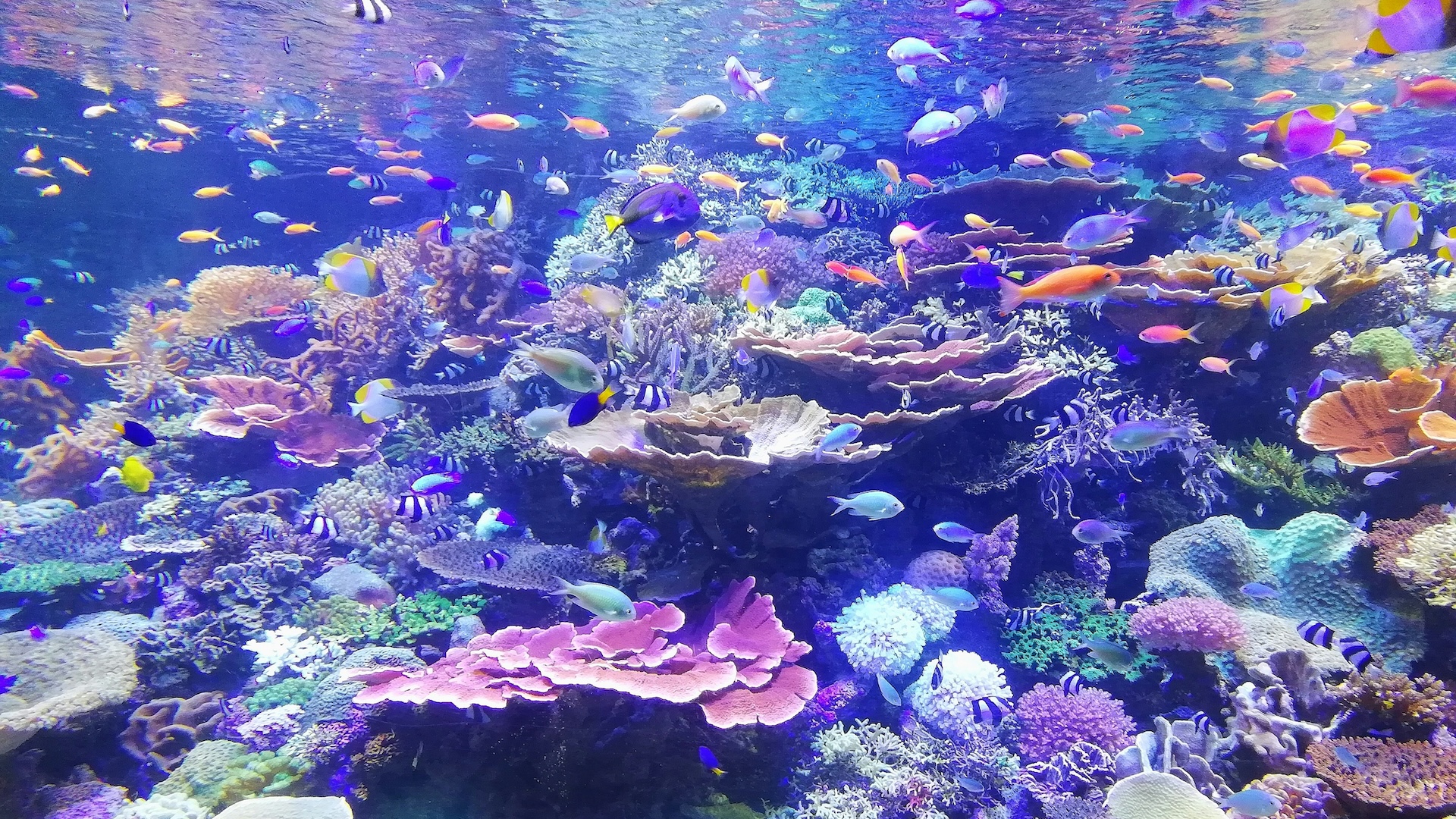 colorful reef with fish
