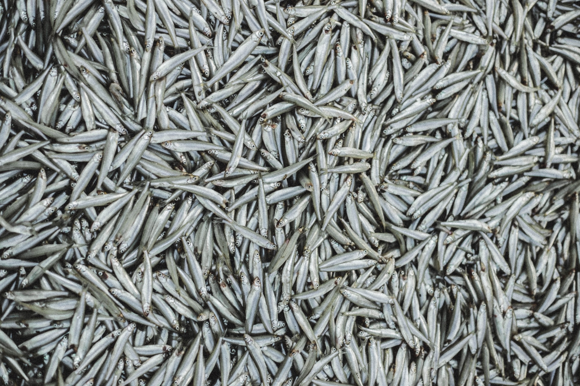 A large pile of fresh anchovy fish