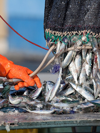 Orange-gloved hands offload sardines from a net